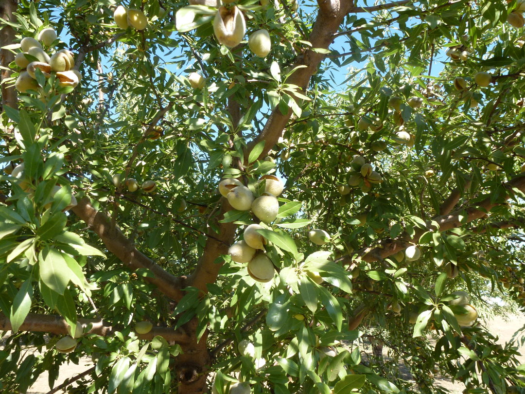 Almond Tree