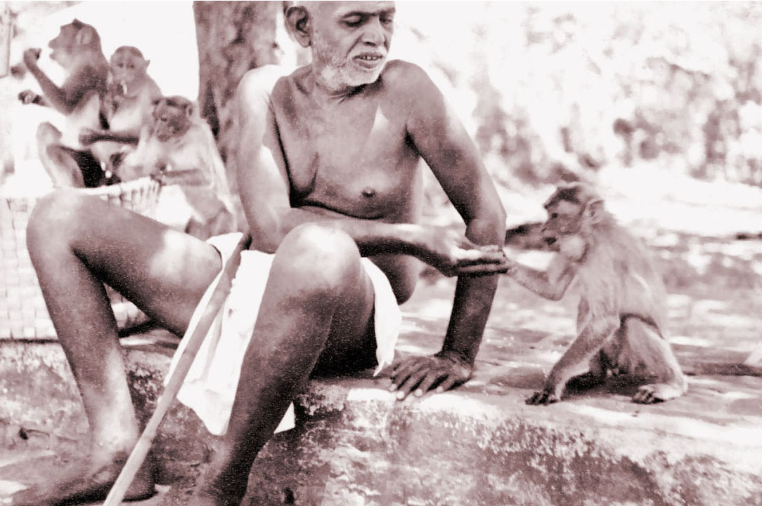 Bhagavan Ramana feeding monkey