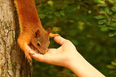 Feeding a squirrel
