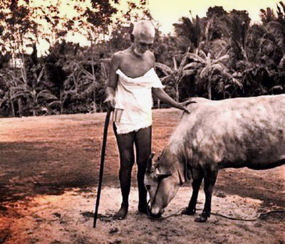 Ramana Maharshi and Cow Lakshmi