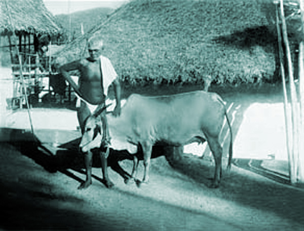 Ramana Maharshi and Cow Lakshmi