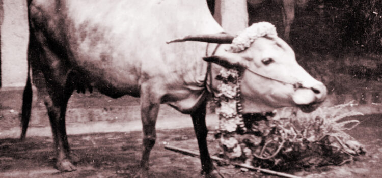 Cow lakshmi