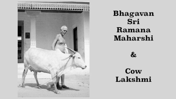 Ramana Maharshi and Cow Lakshmi