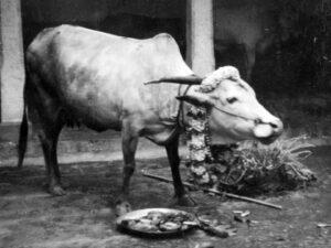 Cow lakshmi on pongal