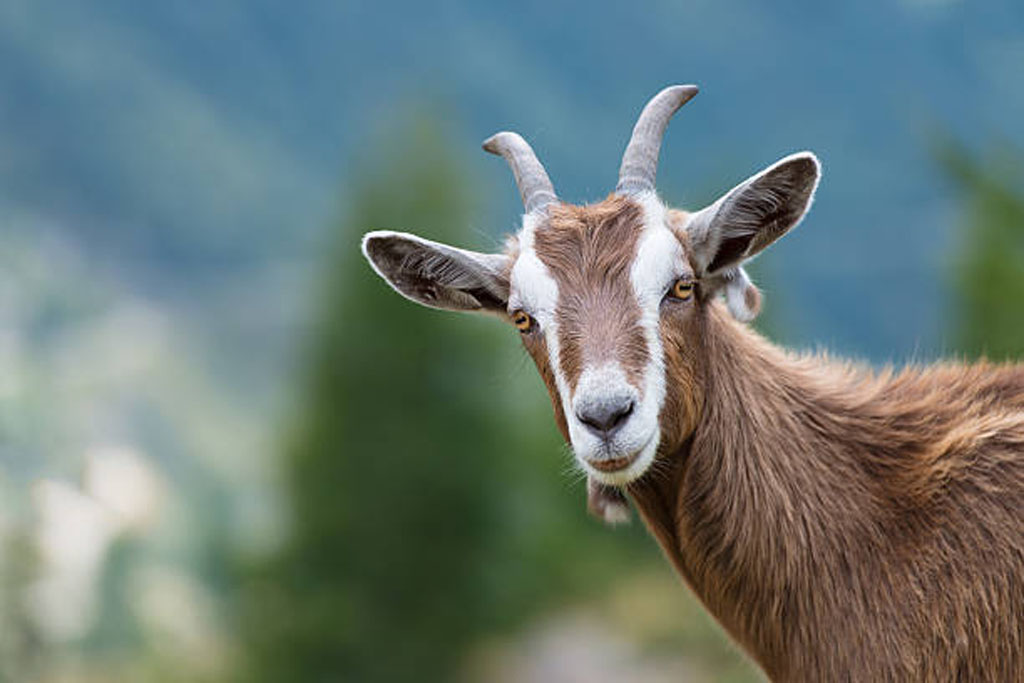 Goat 