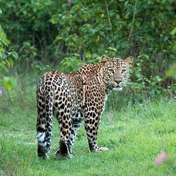Leopard the jnani