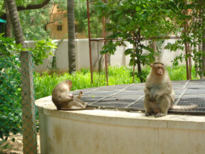 Monkeys at Ramanasramam