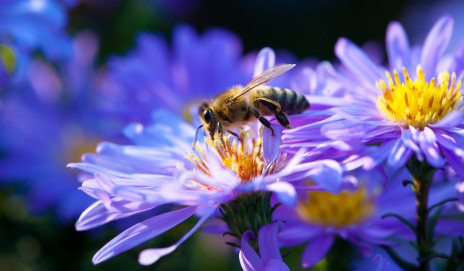 O Humming Bee
