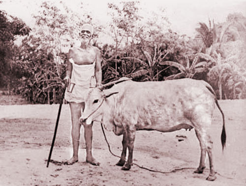 Ramana Lakshmi 5