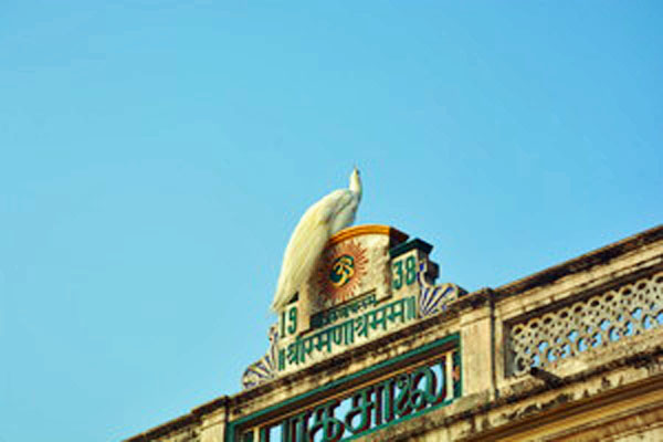 Ramanasramam white peacock