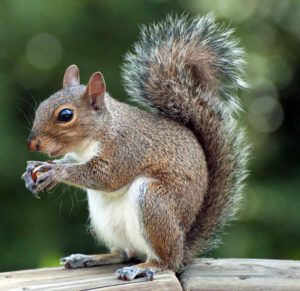 Squirrel 2