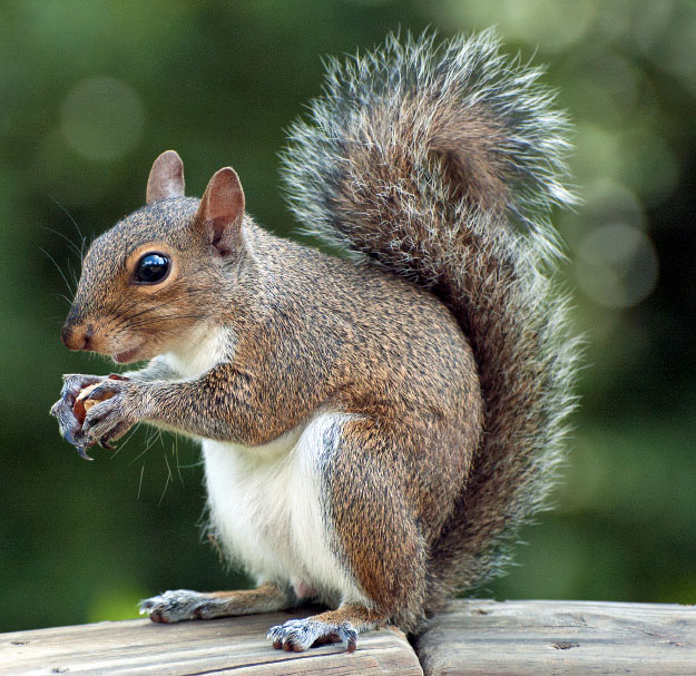 Eastern Gray Squirrel 