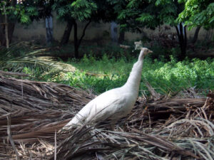 White Peacock