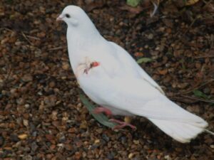 Wounded dove