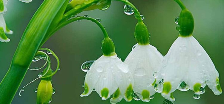 Tears of devotion or compassion