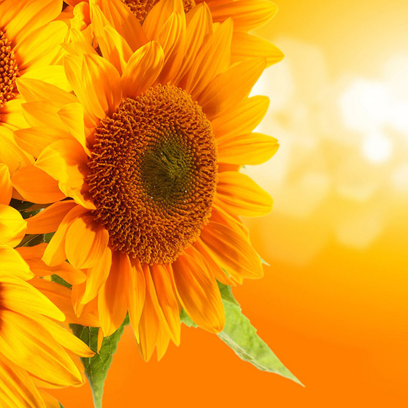 Positive Happy Life Guidance for Living a Happier, Healthier, More Meaningful Life