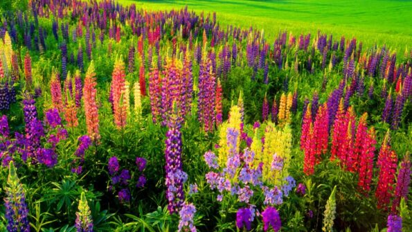 Nature of perception