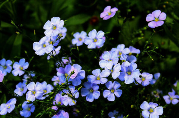 Forty Verses On Reality