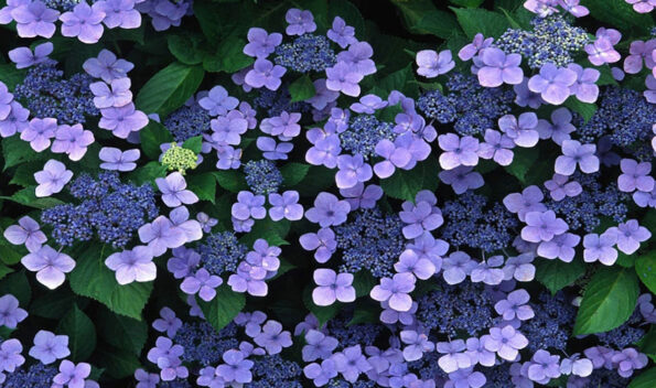 Forty Verses On Reality