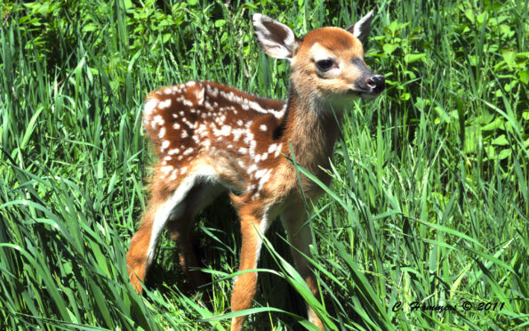 Highest Goal of Spiritual Experience