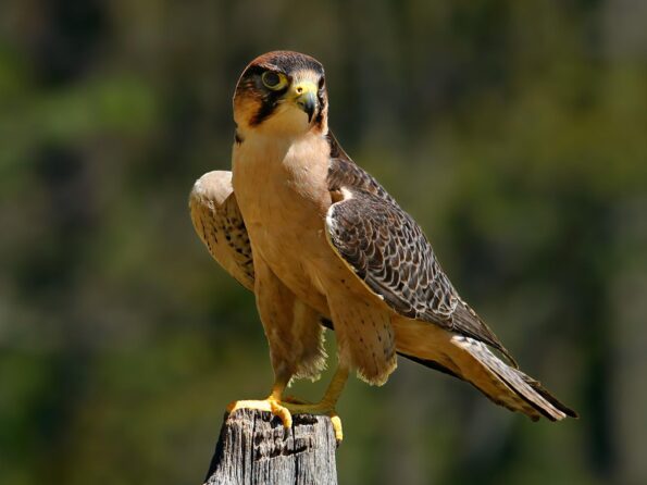 Who Am I ? (13 - 15)