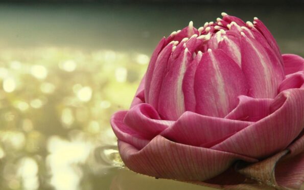 Let the purpose fulfill itself