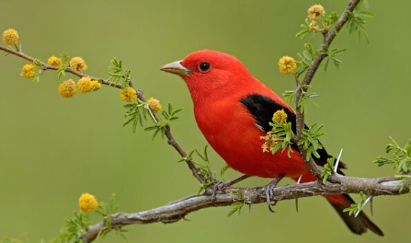 Who Am I ? (20 - 21) Liberation of the Soul