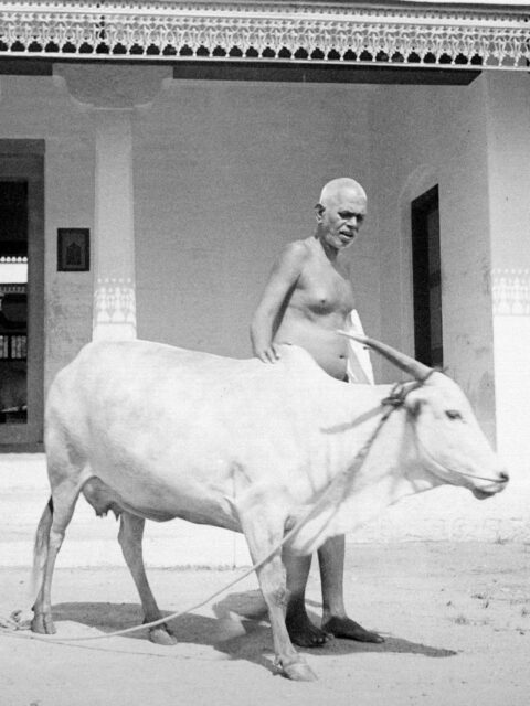 Ramana Maharshi and Cow Lakshmi - Video