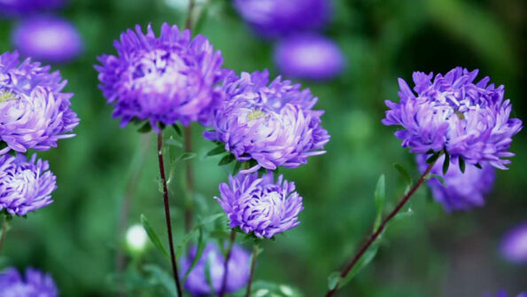 Sat Darsana (Presence of Reality)