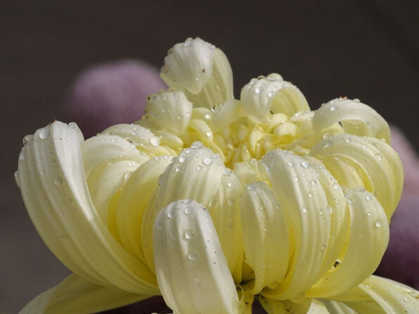 Self-Enquiry-or-Self-Surrender