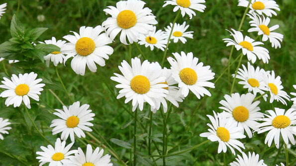 Talks with Ramana Maharshi (25 B)