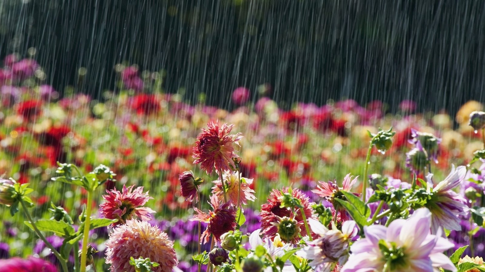 Beautiful-Flowers-in-rain-Latest-Wallpaper.jpg