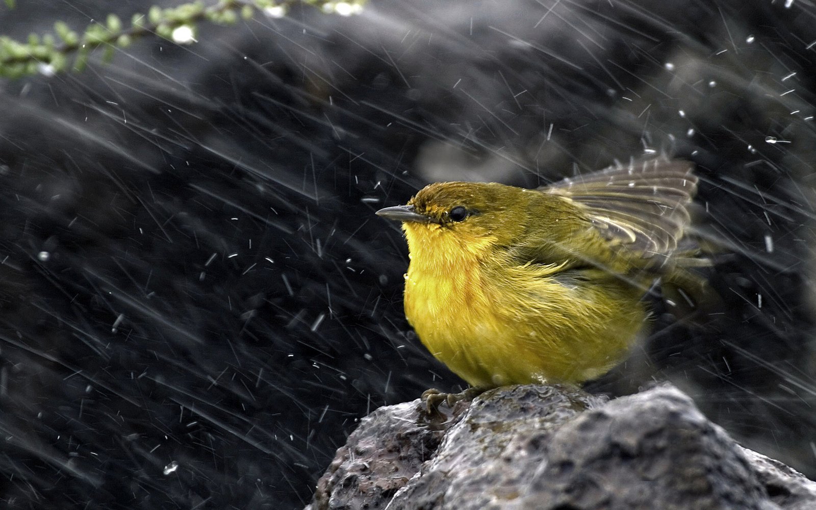 Lime-bird-under-the-rain.jpg