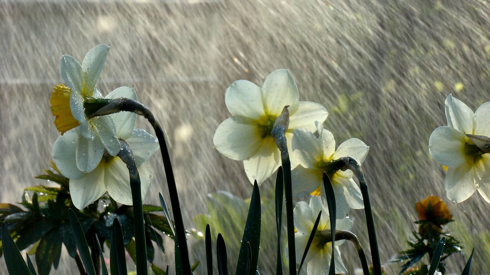 Awesome_Rainy_Wallpapers_www.laba.ws