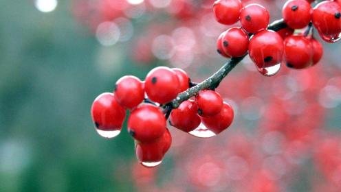 a-berries_after_a_rainfall-1464712.jpg
