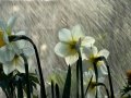 Awesome_Rainy_Wallpapers_www.laba.ws