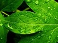 wallpapers-rain-refresh-and-stock-p-os-1920x1080.jpg