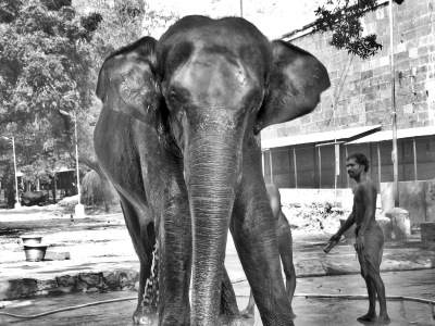 Arunachaleswarar Temple Elephant