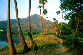 Arunachala Hill 11