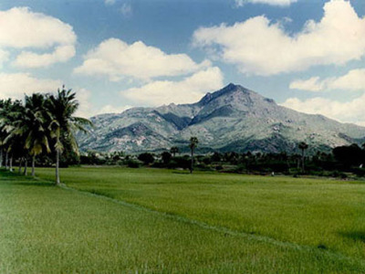 Arunachala Hill 12