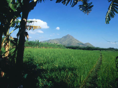 Arunachala Hill 13