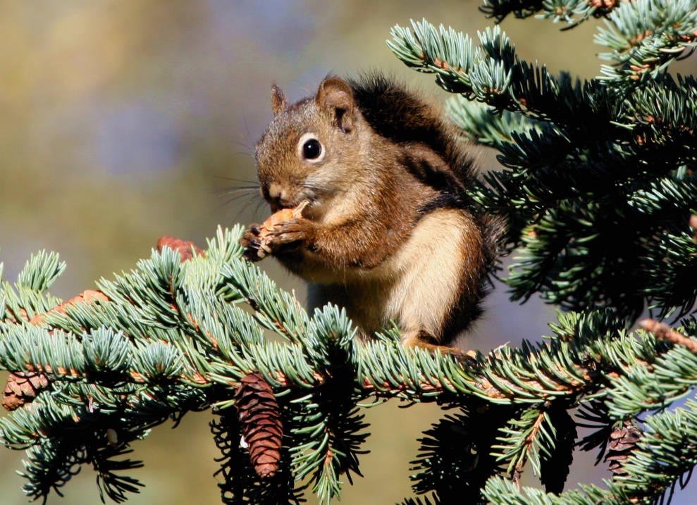 A Squirrel's Tale