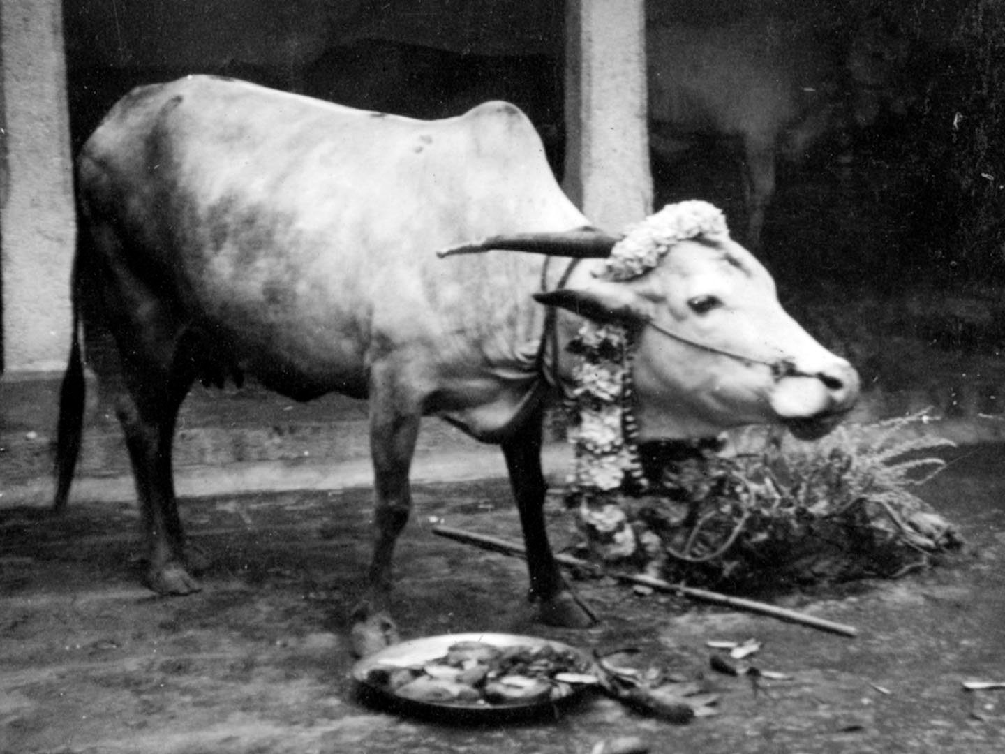 Cow lakshmi on pongal