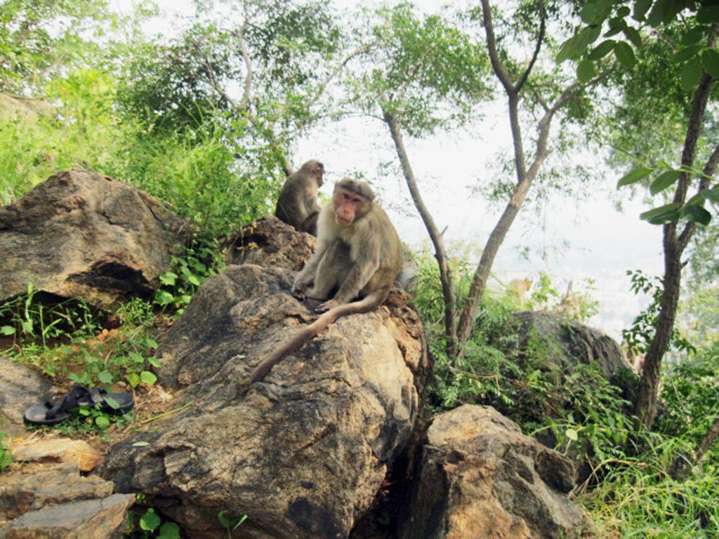 Monkeys