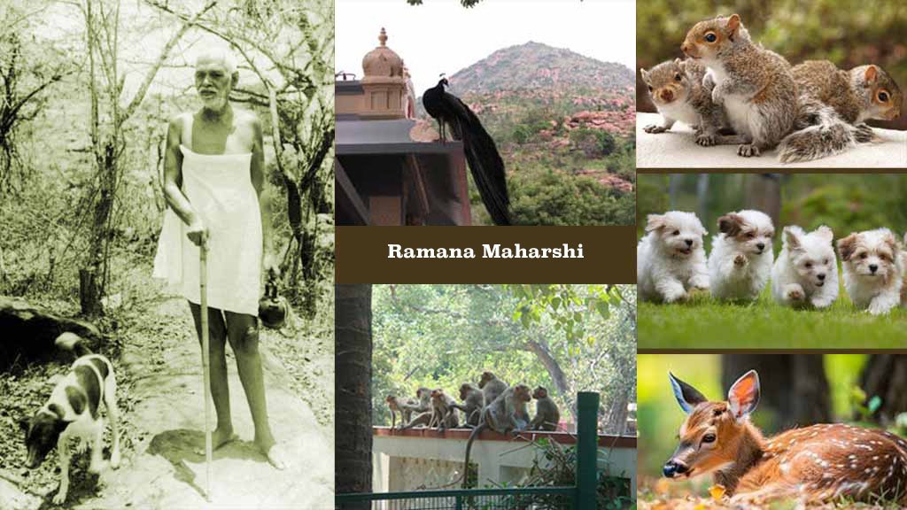 Ramana Maharshi and Animals