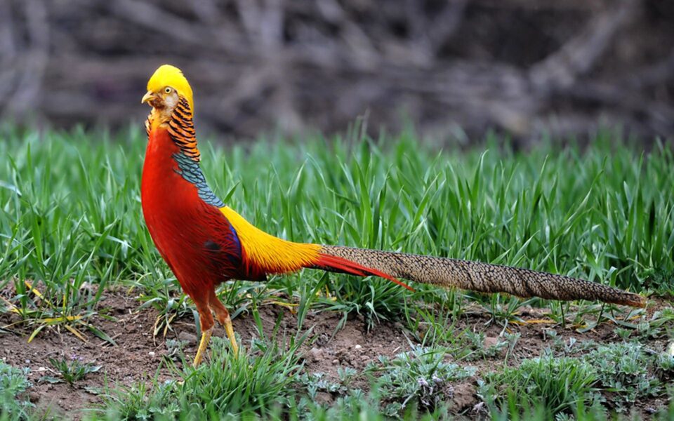 Who Am I? (22) Difference between waking and dream