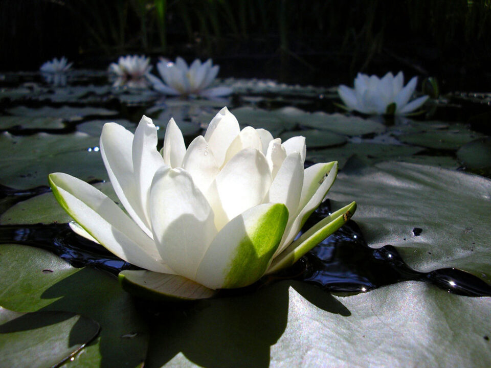 Sacred Mantra cannot be taken casually
