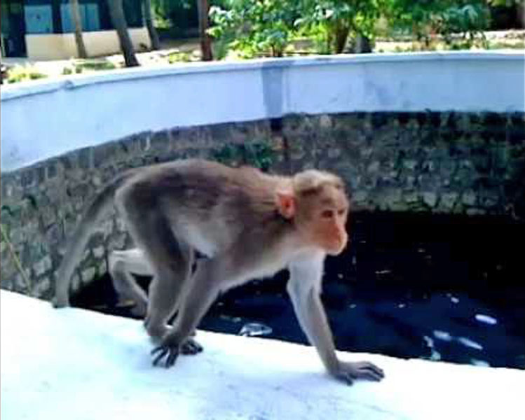Peaceful monkey